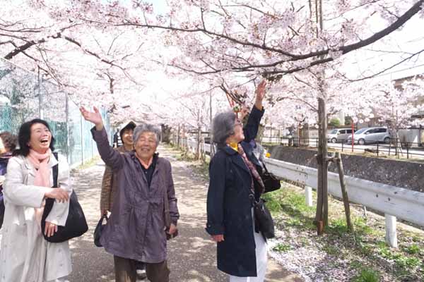 お花見：大聖寺川を散策している様子